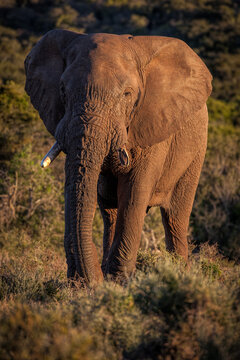 View of an African elephant standing in the savanna during golden hour with soft sunlight illuminating its textured skin and tusks in South Africa.