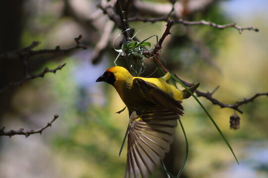 View of a yellow weaver bird building its nest on a tree branch at Finfoot Lake Reserve By Dream Resorts in Bojating, North West, South Africa.
