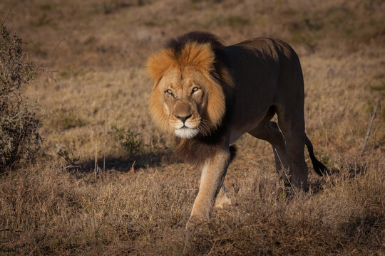 View of a male lion with a thick mane walking through the dry grassy savanna, South Africa.