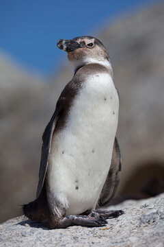 View of an African penguin standing on a rocky surface against a clear blue sky in South Africa.