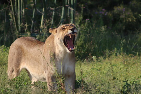 View of a lioness yawning in the tall grass at Tumbeta Private Game Reserve in Thabazimbi, Limpopo, South Africa.