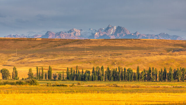 View of golden wheat fields, a line of tall poplar trees, and the snow-capped peaks of the Tian Shan mountains in Karakol, Issyk-Kul Region, Kyrgyzstan.