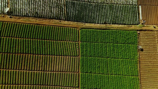 Aerial view of vibrant green crop rows and cultivated farmland patterns in the countryside of Batu, East Java, Indonesia.