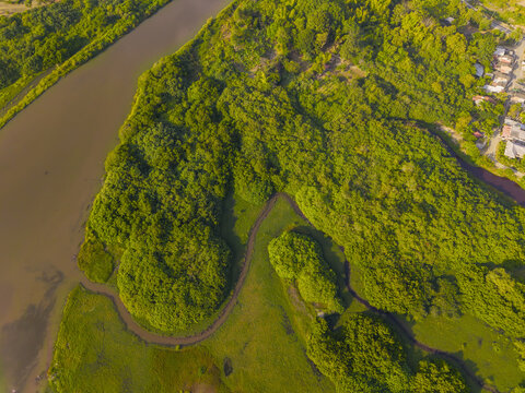 Aerial view of the lush green Ayampe river estuary surrounded by dense vegetation and winding waterways in Ayampe, Manabi, Ecuador.