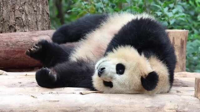 Playful Giant Panda Lying on Wooden Platform
