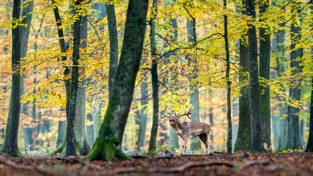 View of a fallow deer stag standing in a forest with vibrant autumn foliage and golden leaves in Debrzno, Pomeranian Voivodeship, Poland.