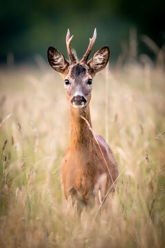 View of a roe deer buck standing in a field of tall grass, looking directly at the camera in Debrzno, Pomeranian Voivodeship, Poland.