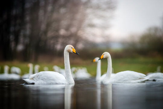 View of a group of whooper swans swimming in a calm lake with blurred trees in the background in Debrzno, Pomeranian Voivodeship, Poland.