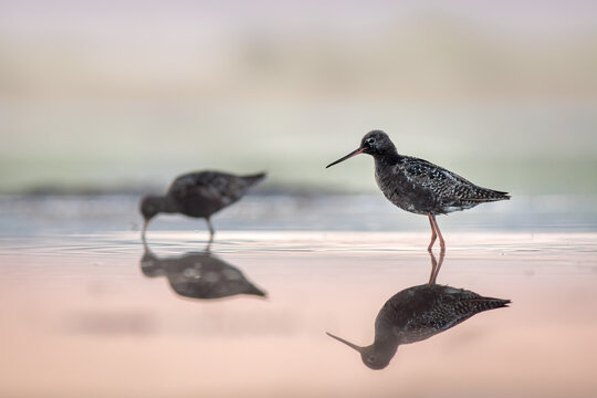 View of two sandpipers wading in shallow water with clear reflections in the soft morning light in Debrzno, Pomeranian Voivodeship, Poland.