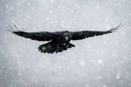 View of a black crow flying through falling snow with wings spread wide against a soft grey background in Debrzno, Pomeranian Voivodeship, Poland.