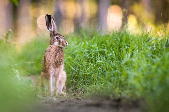 View of a European hare sitting in lush green grass in a natural forest setting in Debrzno, Pomeranian Voivodeship, Poland.