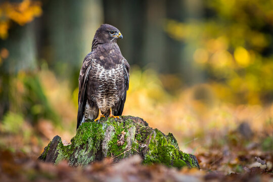 View of a common buzzard perched on a mossy tree stump in an autumn forest with blurred golden foliage in the background in Debrzno, Pomeranian Voivodeshi, Poland.