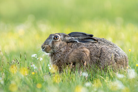View of a European hare sitting in a lush green meadow filled with yellow wildflowers in Debrzno, Pomeranian Voivodeshi, Poland.