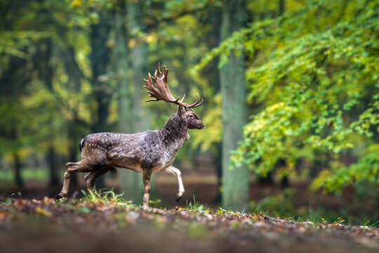 View of a fallow deer with large antlers walking through an autumn forest with vibrant green and yellow foliage in Debrzno, Pomeranian Voivodeship, Poland.