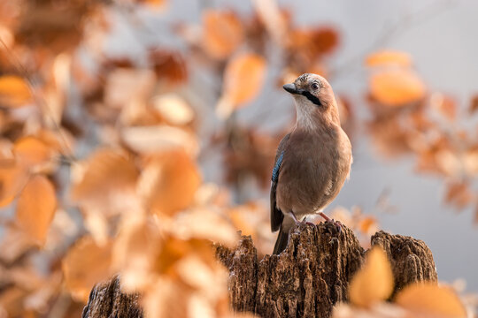 View of a Eurasian jay perched on a weathered tree stump surrounded by soft-focus autumn leaves in Debrzno, Pomeranian Voivodeshi, Poland.