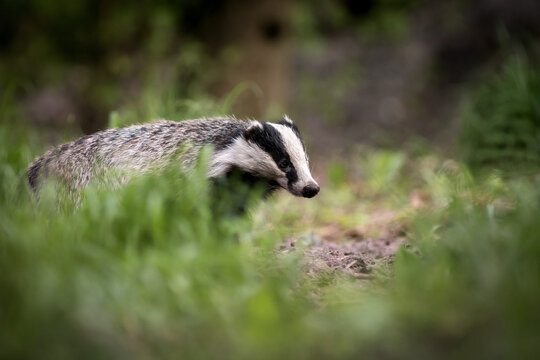 View of a European badger walking through green grass in a forest clearing in Debrzno, Pomeranian Voivodeship, Poland.