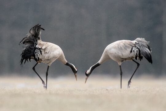 View of two common cranes standing in a field, facing each other and looking down, in Debrzno, Pomeranian Voivodeship, Poland.