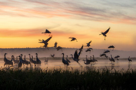 View of a flock of common cranes taking flight and standing in a misty wetland during a golden sunrise in Debrzno, Pomeranian Voivodeship, Poland.