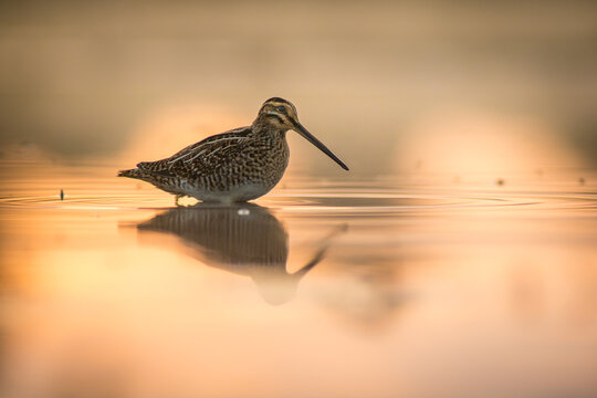 View of a common snipe standing in shallow water during sunset, with its reflection visible on the calm surface in Debrzno, Pomeranian Voivodeship, Poland.
