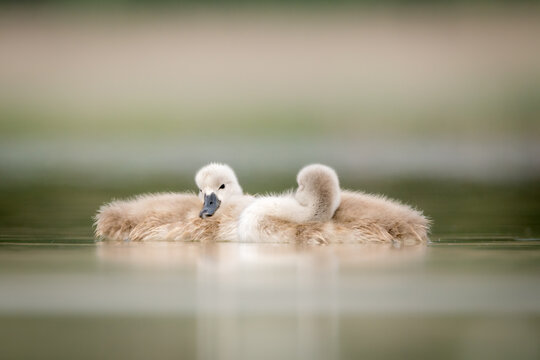 View of two fluffy swan cygnets swimming in calm water in Debrzno, Pomeranian Voivodeship, Poland.
