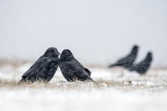 View of two black crows standing on snow-covered grass during a light snowfall in Debrzno, Pomeranian Voivodeship, Poland.