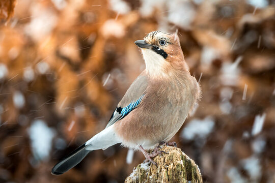 View of a Eurasian jay perched on a weathered wooden post during a light winter snowfall with a soft-focus brown forest background in Debrzno, Pomeranian Voivodeship, Poland.