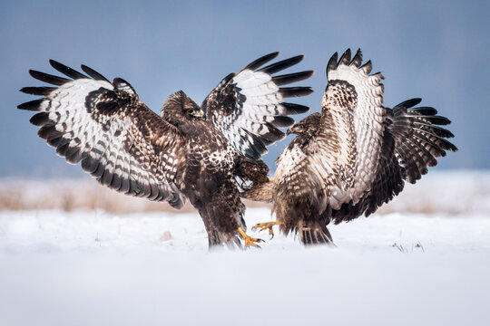 View of two common buzzards fighting in a snowy field in Debrzno, Pomeranian Voivodeship, Poland.