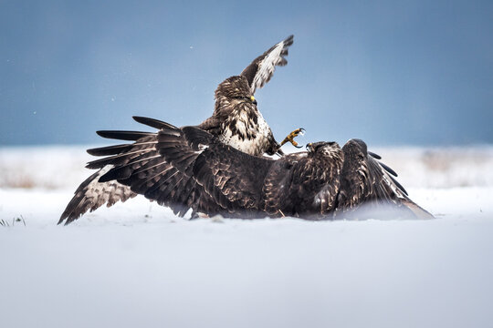 View of two common buzzards fighting in the snow with wings spread wide in Debrzno, Pomeranian Voivodeship, Poland.