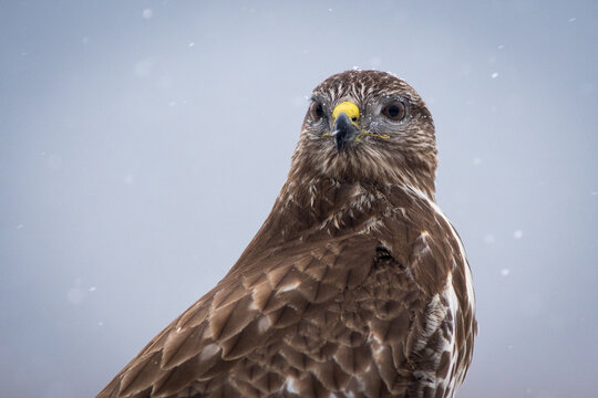 View of a common buzzard with brown feathers and a yellow beak perched during a light snowfall in Debrzno, Pomeranian Voivodeship, Poland.