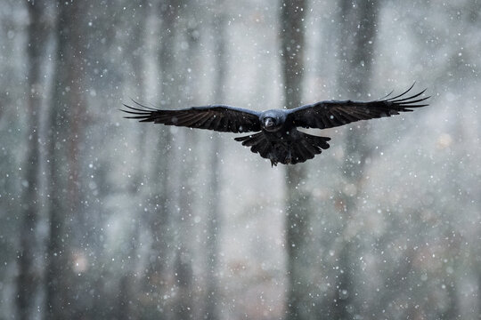 View of a black raven flying through a snowy forest with soft focus trees in the background in Debrzno, Pomeranian Voivodeship, Poland.