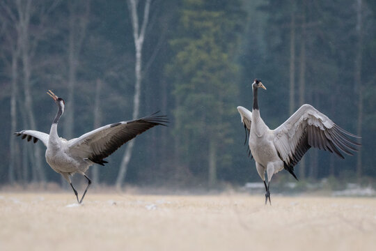 View of two common cranes dancing in a field with a forest background in Debrzno, Pomeranian Voivodeshi, Poland.