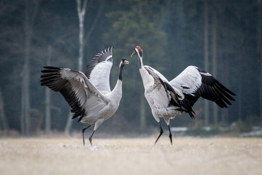 View of two common cranes performing a courtship dance in a field with a forest in the background in Debrzno, Pomeranian Voivodeship, Poland.