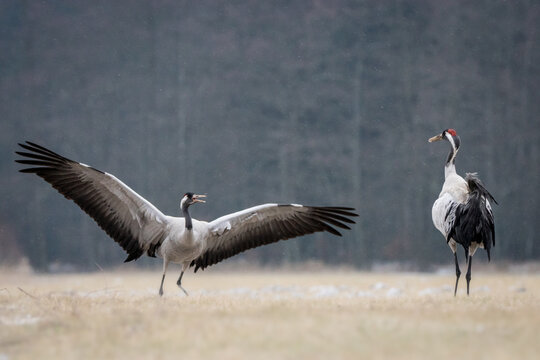 View of two common cranes in a field, one with wings spread wide in a display, the other standing nearby, set against a soft-focus forest background in Debrzno, Pomeranian Voivodeship, Poland.