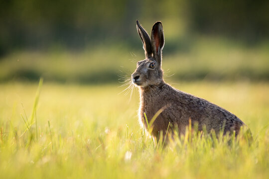 View of a European hare standing in a grassy meadow during the golden hour in Debrzno, Pomeranian Voivodeship, Poland.