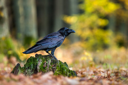 View of a black raven perched on a mossy tree stump in a forest with autumn leaves in Debrzno, Pomeranian Voivodeship, Poland.