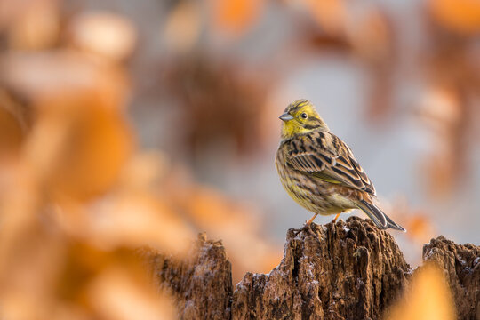 View of a yellowhammer bird perched on a weathered tree stump surrounded by blurred orange foliage in Debrzno, Pomeranian Voivodeship, Poland.