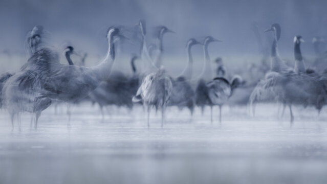 View of a flock of common cranes standing in a misty field during the early morning, with soft blue light and motion blur effects in Debrzno, Pomeranian Voivodeshi, Poland.