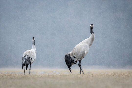 View of two common cranes standing in a field during a rain shower in Debrzno, Pomeranian Voivodeship, Poland.