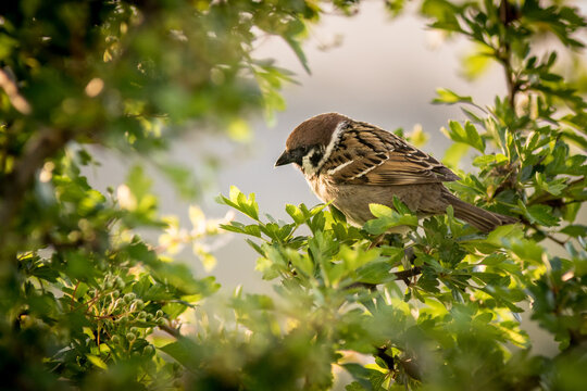 View of a sparrow perched among the green leaves of a bush in the soft golden light in Debrzno, Pomeranian Voivodeship, Poland.
