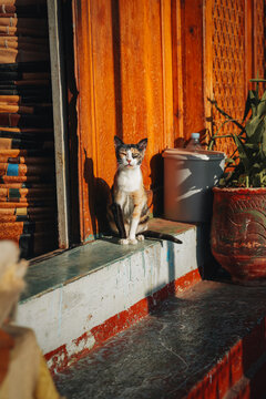 Fes, Fez-Meknes, Morocco - 11 November 2025: View of a calico cat sitting on a step in front of a traditional wooden door in the historic medina, bathed in warm sunlight.