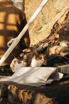 Chefchaouen, Tangier-Tetouan-Al Ho, Morocco - 14 November 2025: View of a kitten and an adult cat resting on a stone ledge beside a person in Chefchaouen.