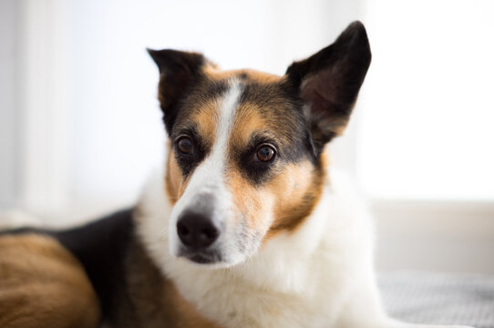 portrait of a dog