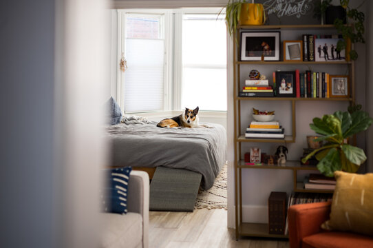A dog lying on a bed in an apartment 