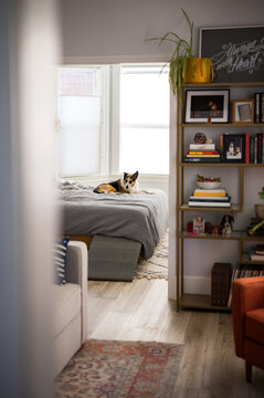 A dog lying on a bed in an apartment 