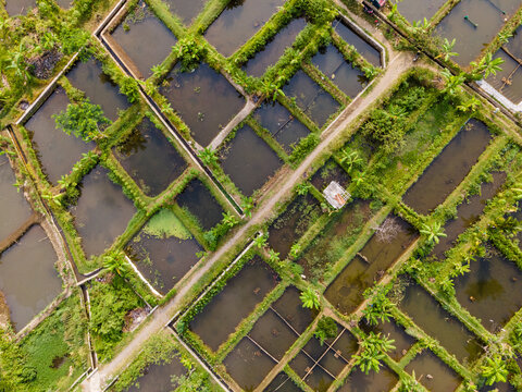 Aerial view of Karangnangka aquaculture ponds surrounded by lush green vegetation and narrow dirt paths in Kedungbanteng, Central Java, Indonesia.