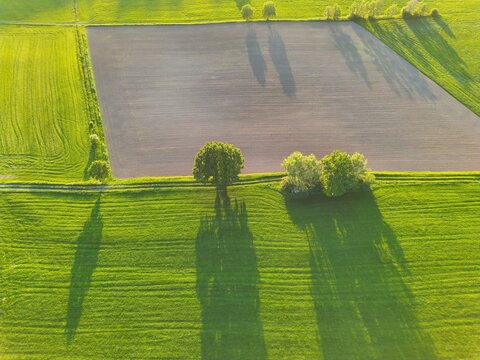 Aerial view of the Rhon Mountains landscape featuring vibrant green meadows and a plowed field with trees casting long shadows in the late afternoon light in Fulda, Hessen, Germany.