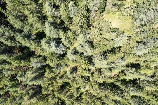 Andirin, Kahramanmaras, Turkiye - 20 June 2026: Aerial view of dense coniferous forest canopy with shades of green and sunlight filtering through trees in mountainous terrain.