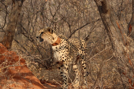 View of a cheetah wearing a tracking collar standing in the dry, brushy woodland of the Tumbeta Private Game Reserve in Thabazimbi, Limpopo, South Africa.