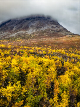 Aerial view of Saana fell surrounded by vibrant yellow autumn birch trees under a cloudy sky in Kilpisjarvi, Lapland, Finland.
