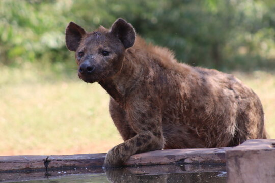 View of a spotted hyena resting at a waterhole in the Tumbeta Private Game Reserve, Thabazimbi, Limpopo, South Africa.